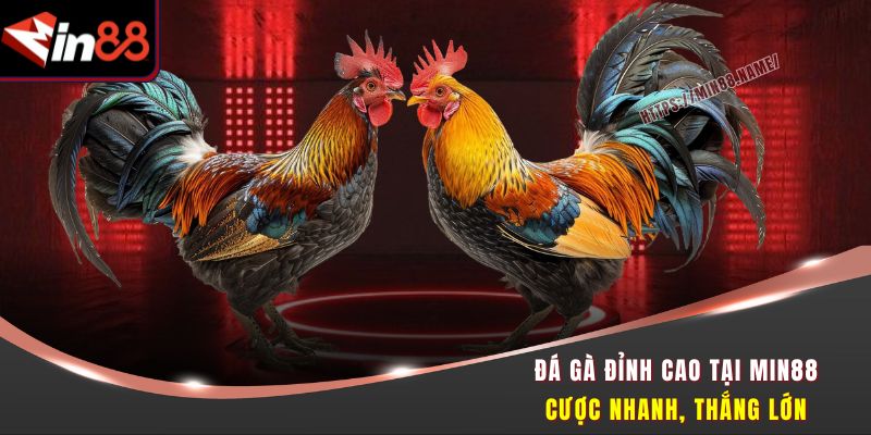 Đá Gà Đỉnh Cao Tại Min88 - Cược Nhanh, Thắng Lớn 3 đá gà đỉnh cao